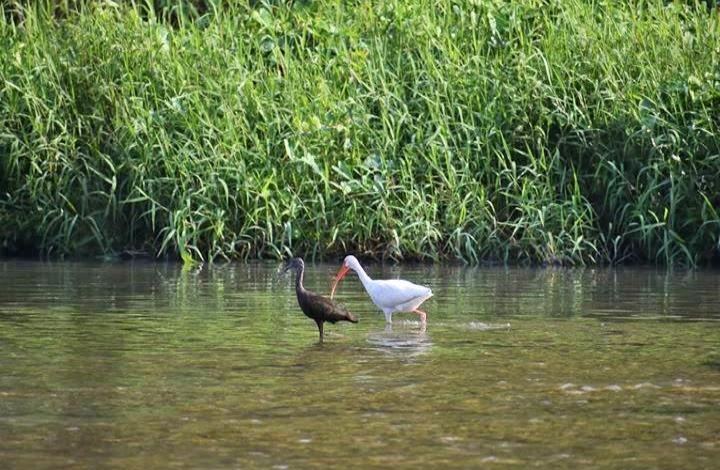 Aves migratorias al Parque "Tantocob"