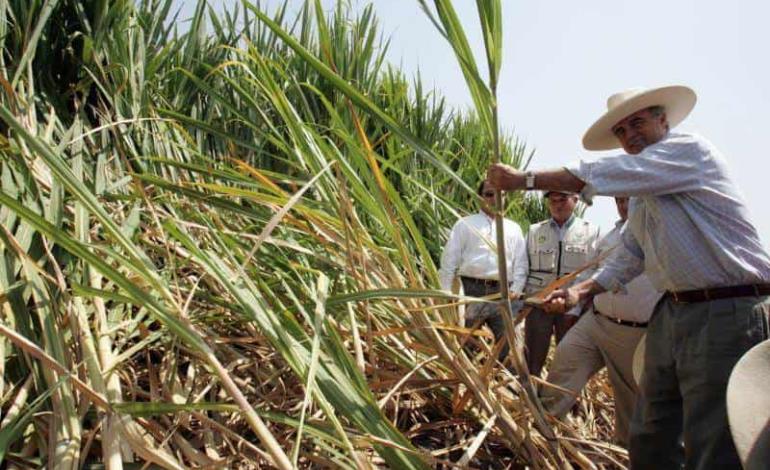 Recurso federal no llega a los cañeros
