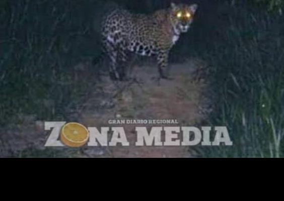Animal salvaje mata al ganado