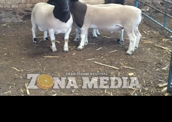 Incrementó la crianza de borregos "Dorper"