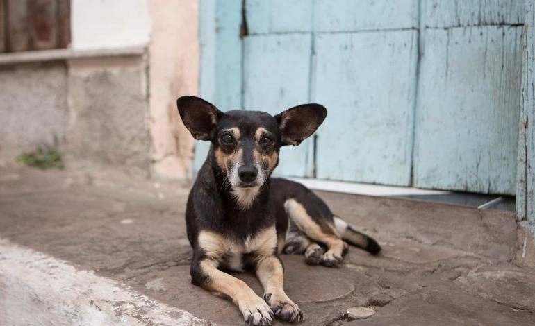 Abandono de perros es un grave problema