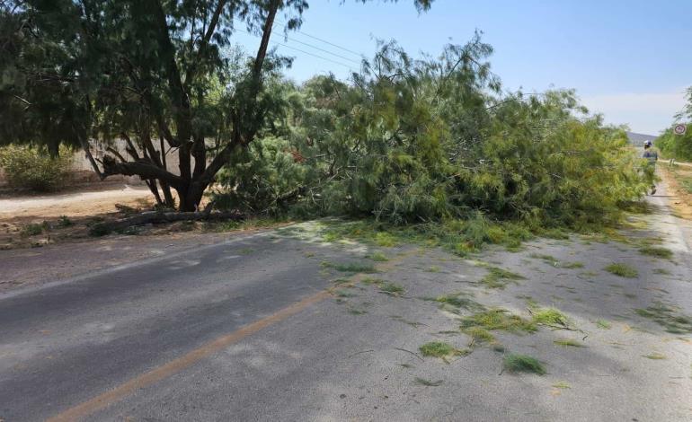 Árbol derribado en  Carretera Federal 69