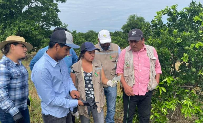 Cesaveh busca control de plagas en cítricos