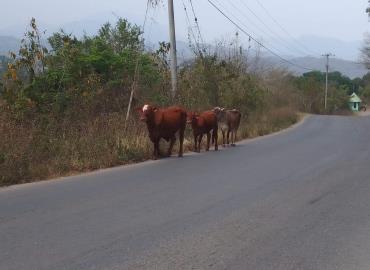 Ganado suelto genera peligro