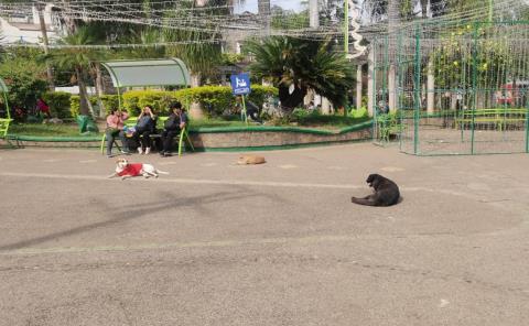 Llaman a resguardar a mascotas por bajas temperaturas