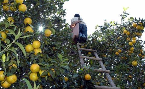 Naranja alcanza su mejor precio
