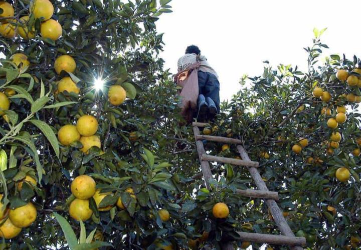 Naranja alcanza su mejor precio