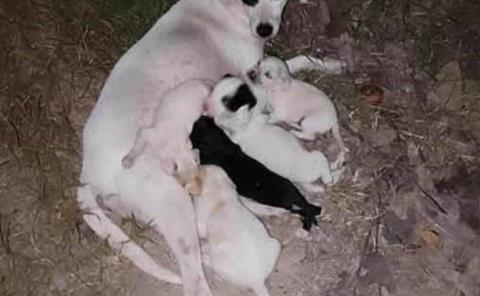 Piden solidaridad con las mascotas
