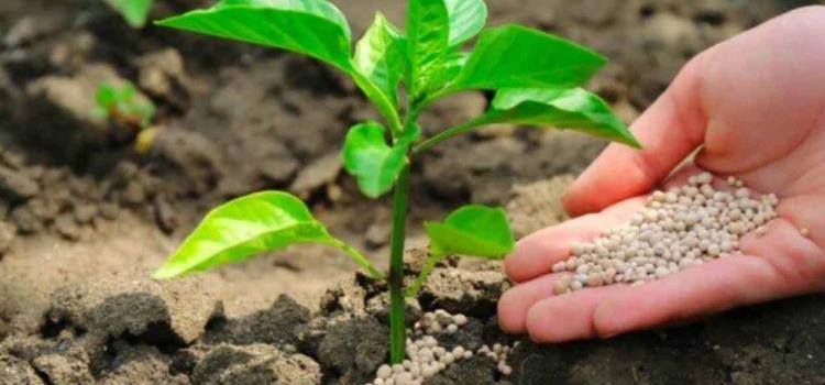 Crearon biofertilizantes con hongos y bacterias Crearon biofertilizantes con hongos y bacterias