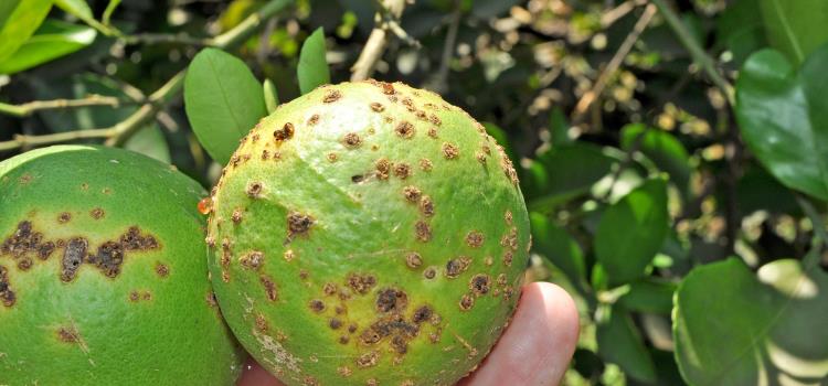 Ataca en la Huasteca  Cancro de los cítricos