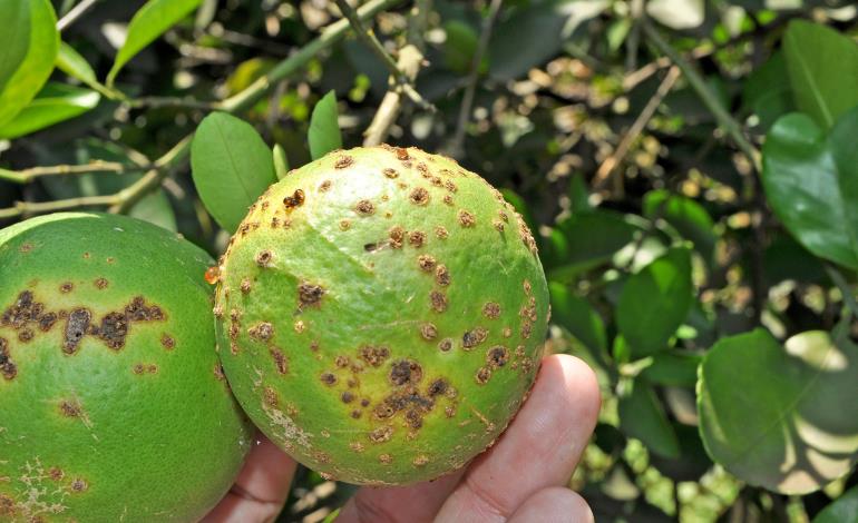 Ataca en la Huasteca  Cancro de los cítricos