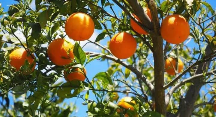 Exportación de naranja a once países