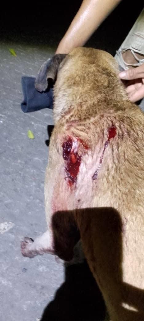 Lesionó a dos  perros un ebrio      
