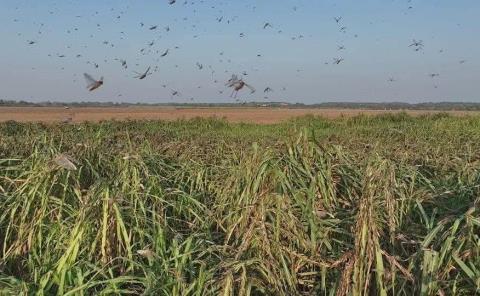 Plaga de langosta afecta los cultivos 
