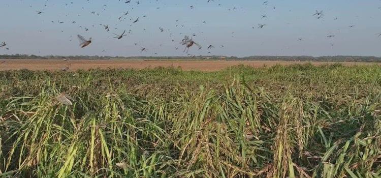 Plaga de langosta afecta los cultivos 