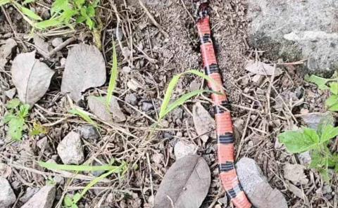 Alertan por confusión  en víbora de coralillo
