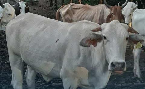 Robaron dos vacas de parcela 
