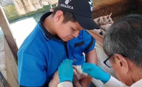 Alertó Senasica por gusano barrenador
