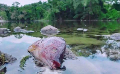 Siguen muriendo peces en el río
