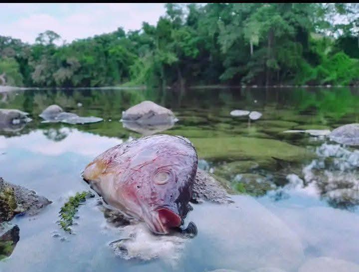 Siguen muriendo peces en el río