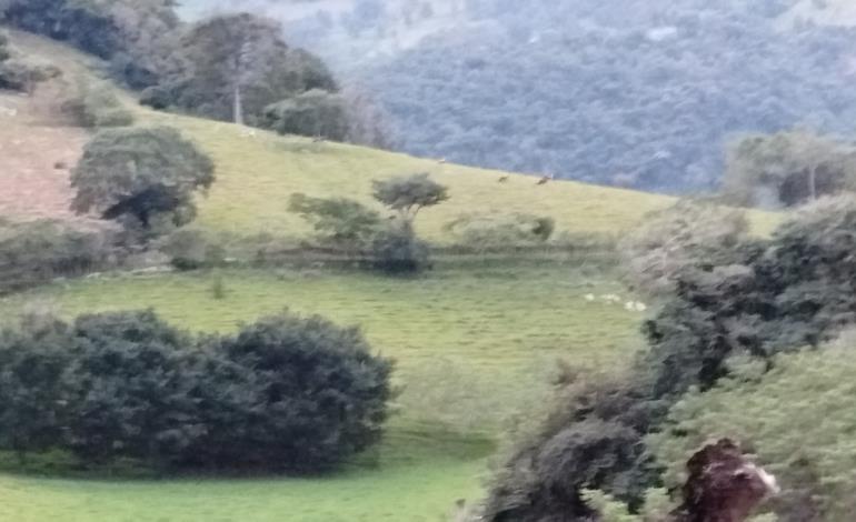 Mal clima afecta al sector ganadero