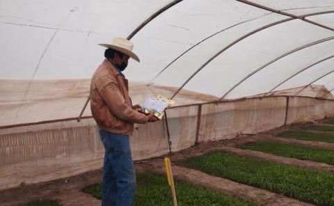 Produjeron biofungicida contra plaga en hortalizas 
