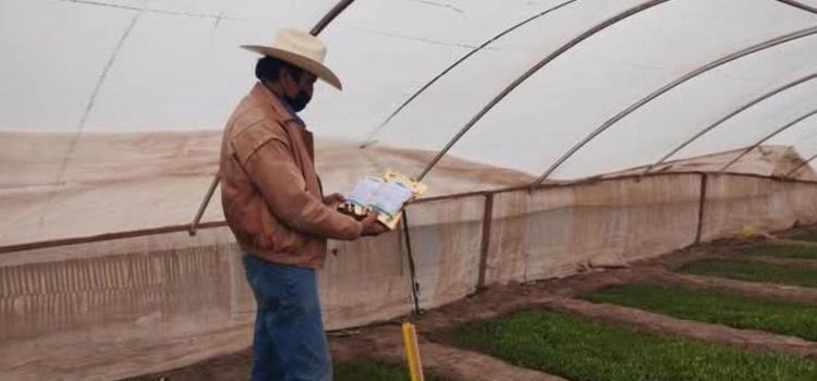 Produjeron biofungicida contra plaga en hortalizas Produjeron biofungicida contra plaga en hortalizas