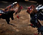 Pidieron prohibir peleas de gallos 