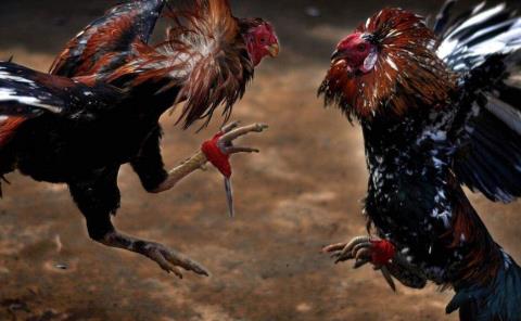 Pidieron prohibir peleas de gallos 
