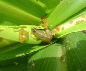 Gusano y araña roja atacan maíz elotero