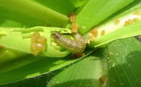 Gusano y araña roja atacan maíz elotero
