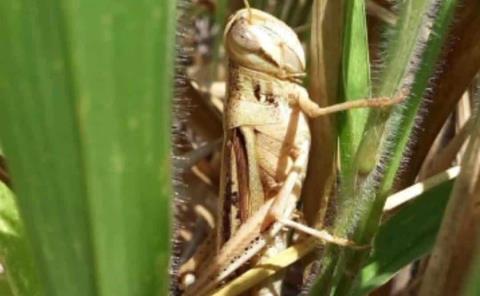 
Detectan langosta centroamericana 
