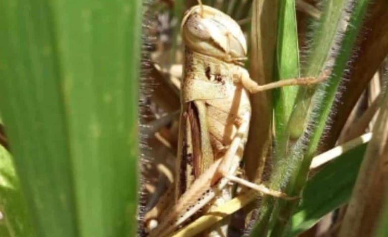 Detectan langosta centroamericana 