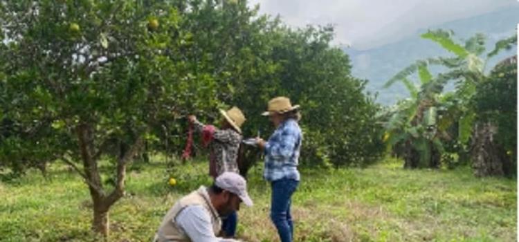 Cesaveh capacita a productores