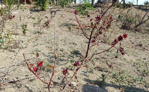 Planean el cultivo de  pistache en la región
