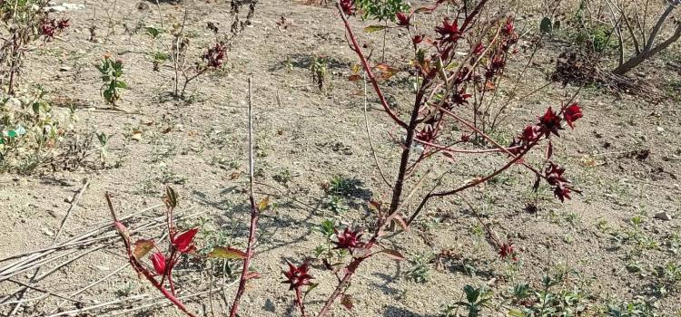 Planean el cultivo de  pistache en la región