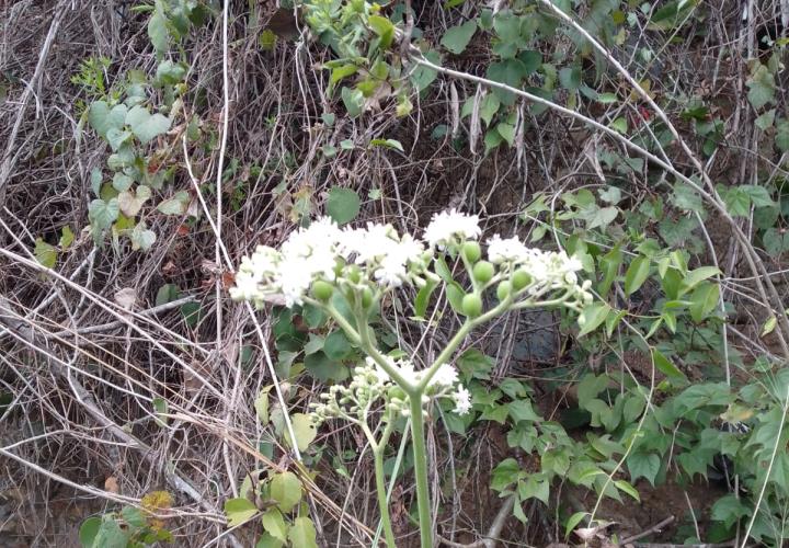 Flor de ortiga consumida en diversos alimentos