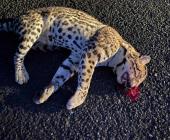 Cacería ilegal contra ocelote