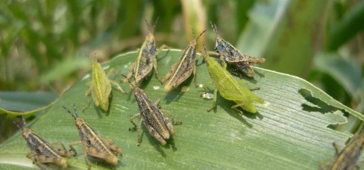 Agricultores quieren prevenir las plagas Agricultores quieren prevenir las plagas