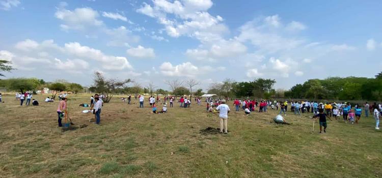 Reforestación masiva bajaría la temperatura