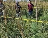 Tractorista mató a una pequeña               