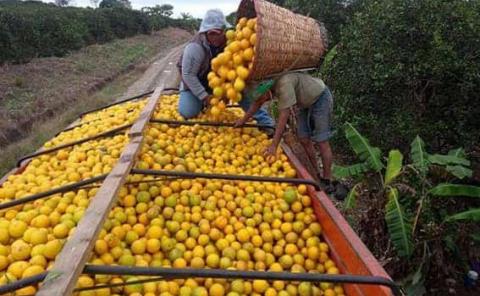 Entrada de naranja foránea afecta el precio de la fruta local