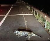 Atropellaron a un jaguar