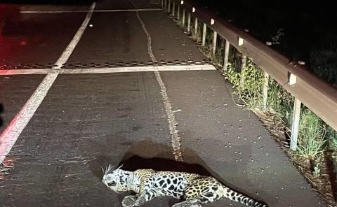 Atropellaron a un jaguar
