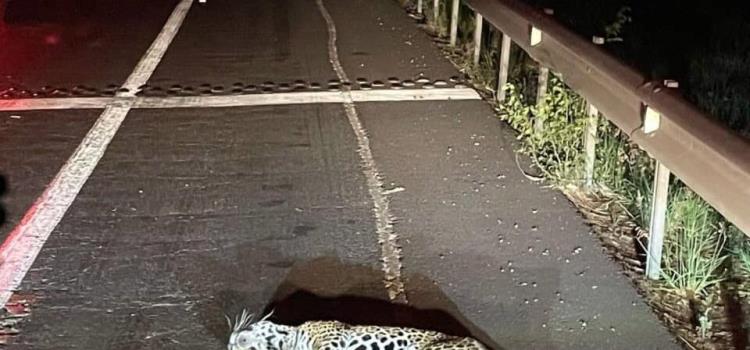 Atropellaron a un jaguar