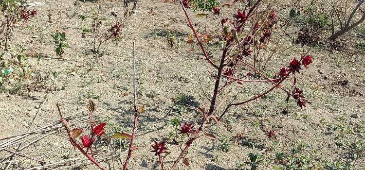 Planean el cultivo de pistache en la región Planean el cultivo de pistache en la región