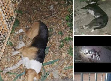 Envenenamiento  masivo de perros