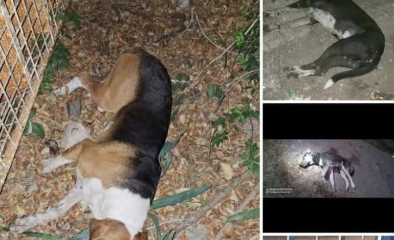 Envenenamiento  masivo de perros