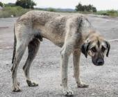 Persiste maltrato animal 