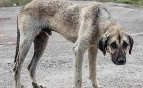 Persiste maltrato animal 
